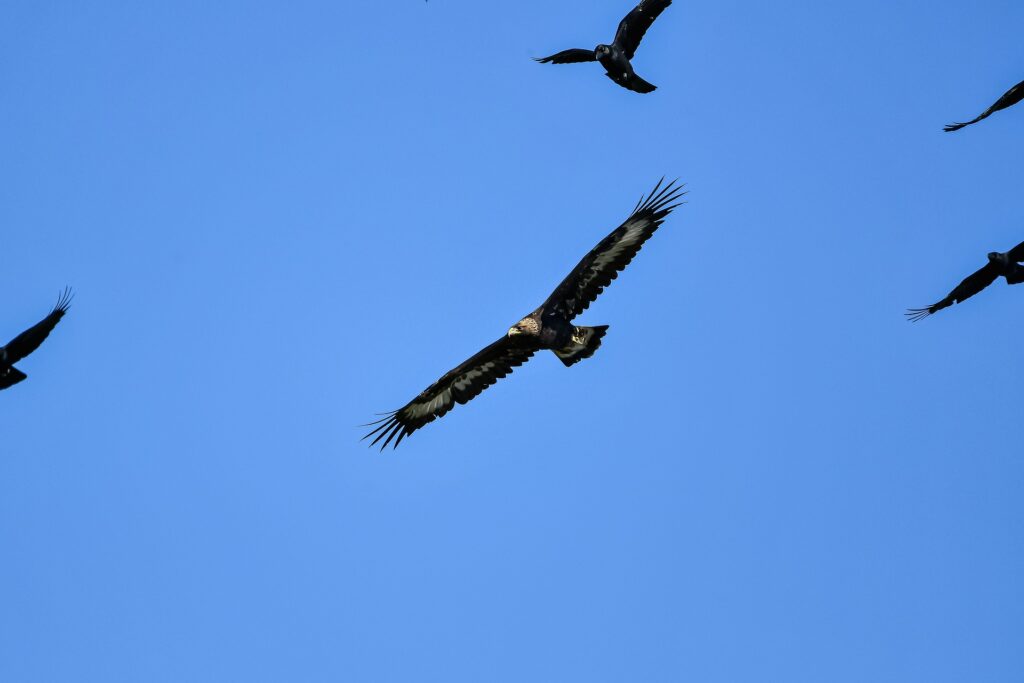 Golden Eagles will often follow a leapfrog migration pattern.