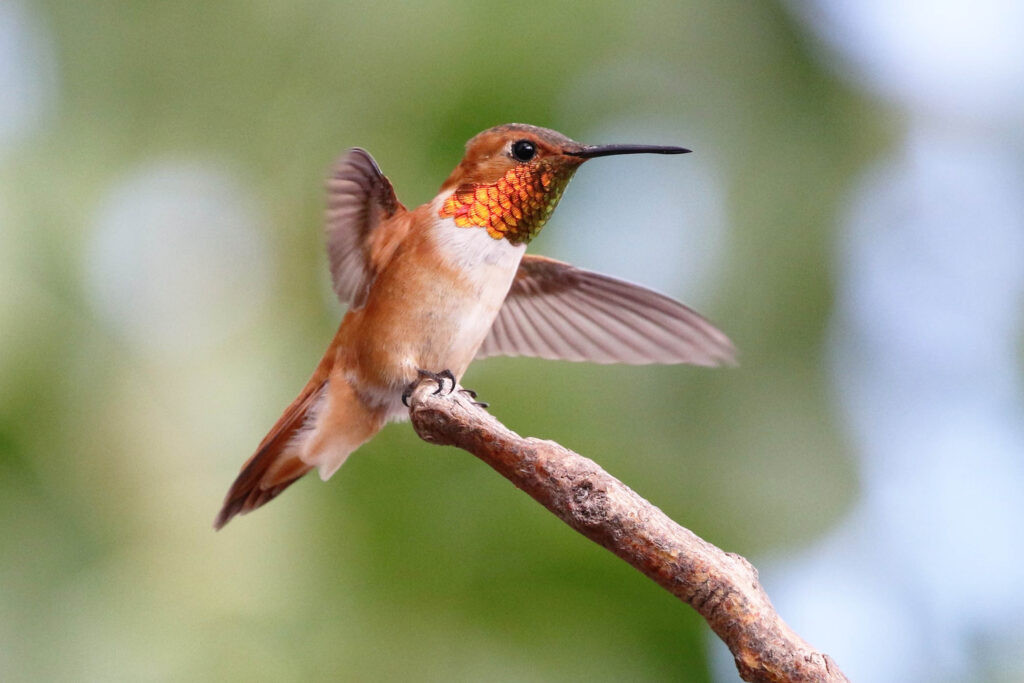 A Rufous Hummingbird often travels in a loop migration pattern.