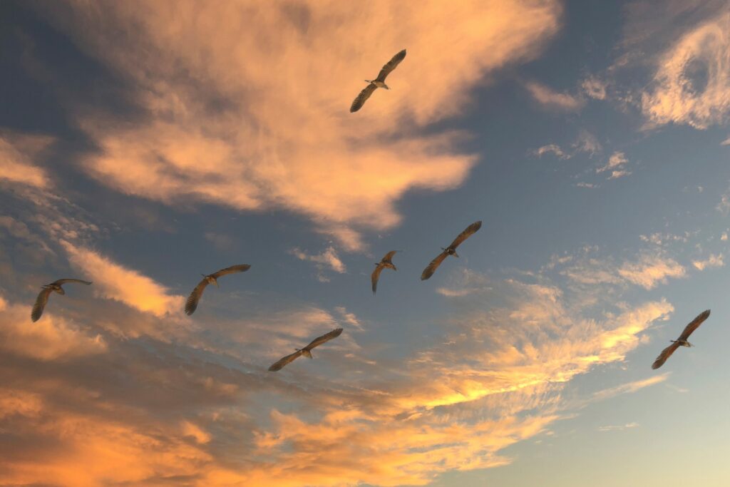 Migrating birds fly across a sunset sky.