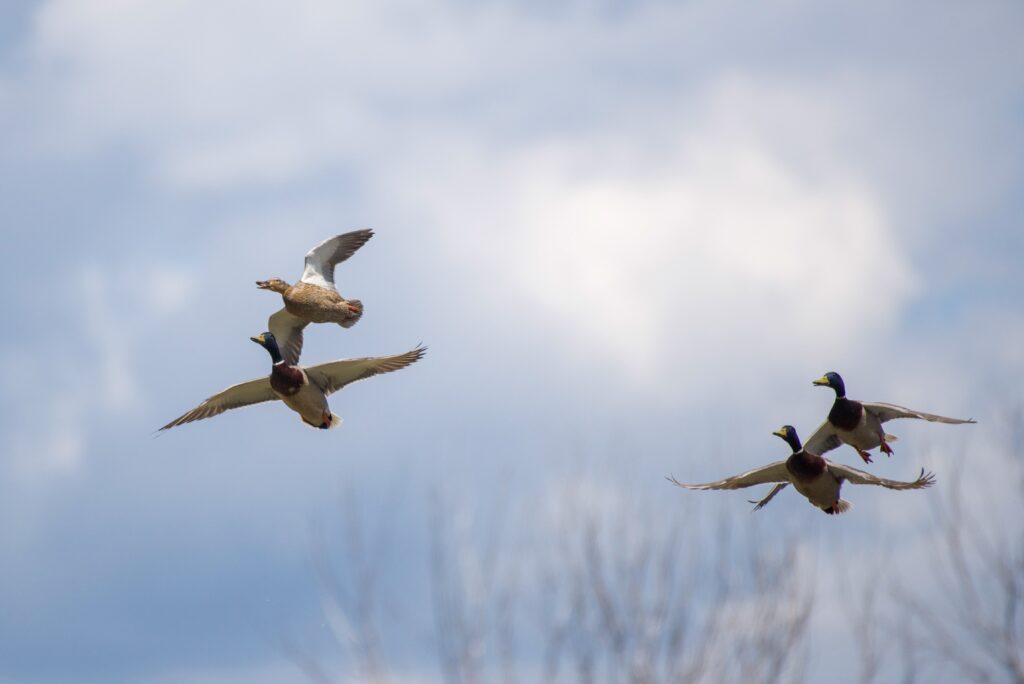 Some duck species will migrate before they molt.