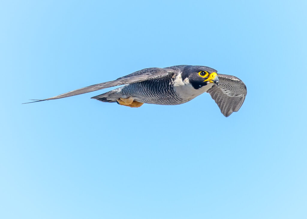A Peregrine Falcon soars across the blue sky, streamlined and aerodynamic.