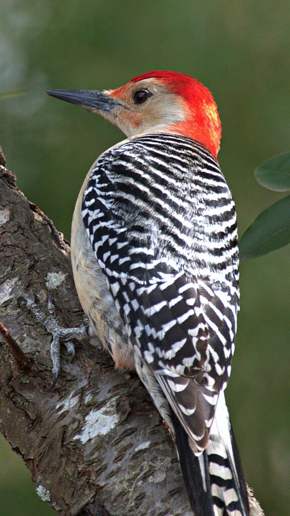 A Red-bellied Woodpecker pecks away without hurting its head or bill, inspiring shock absorption technology.