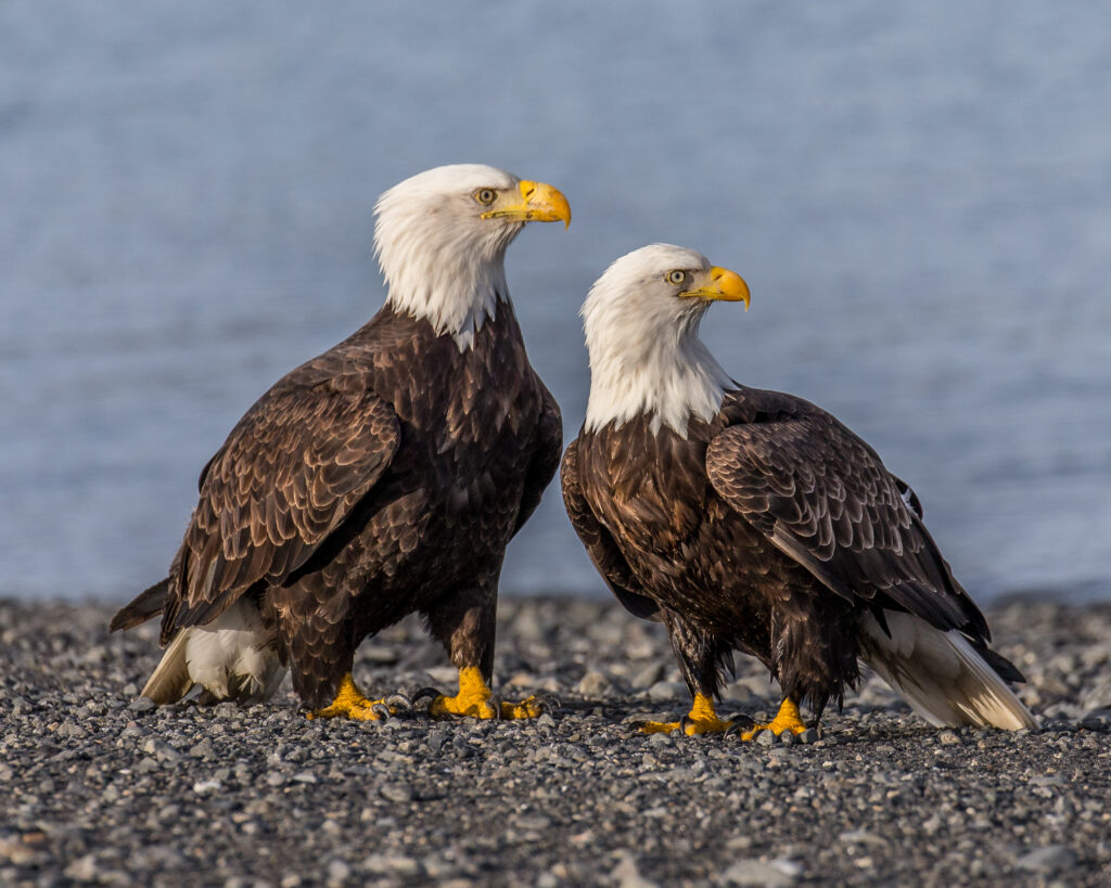 Two bald eagles explore the shore on "foot."
