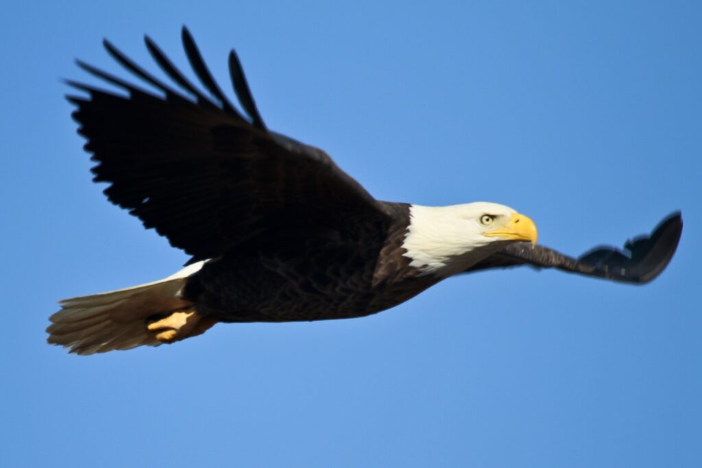 The Bald Eagle, like this one shown, is on the list of Big Bear Valley's local wildlife.