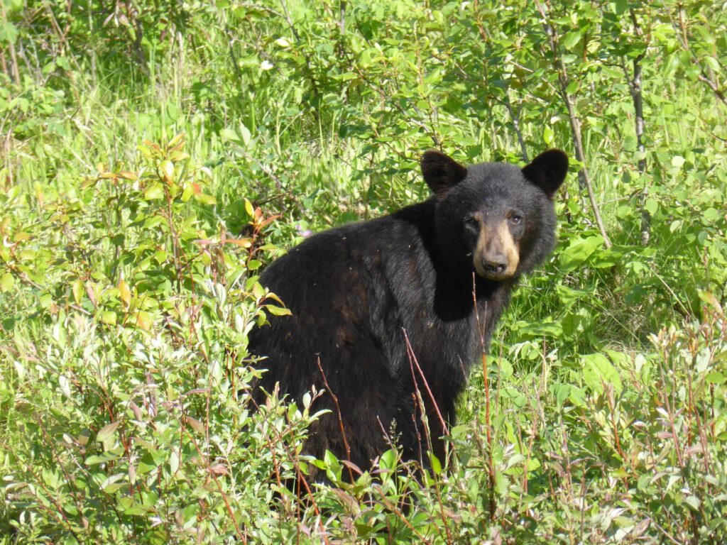 A black bear looks back on a nature trail.