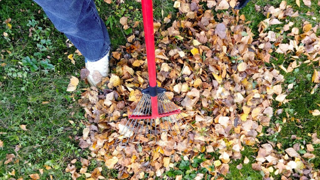 Raking leaves to clear debris that attracts rodents.