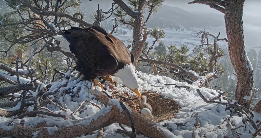Big Bear bald eagle Jackie feeding hatchling, Spirit.