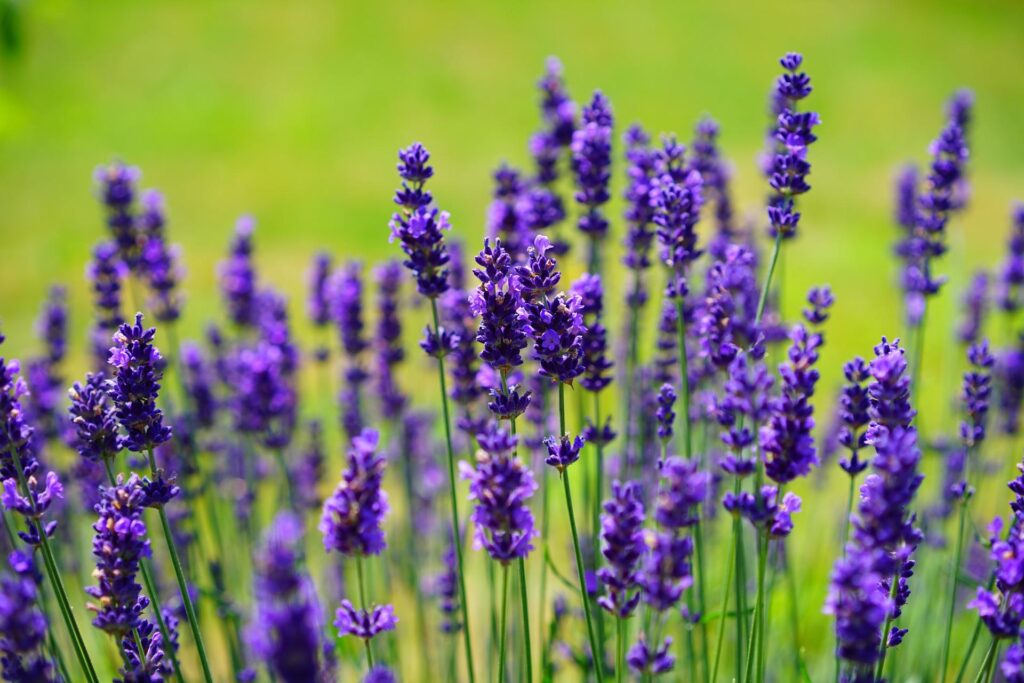 Lavender is a natural pest repellent. 