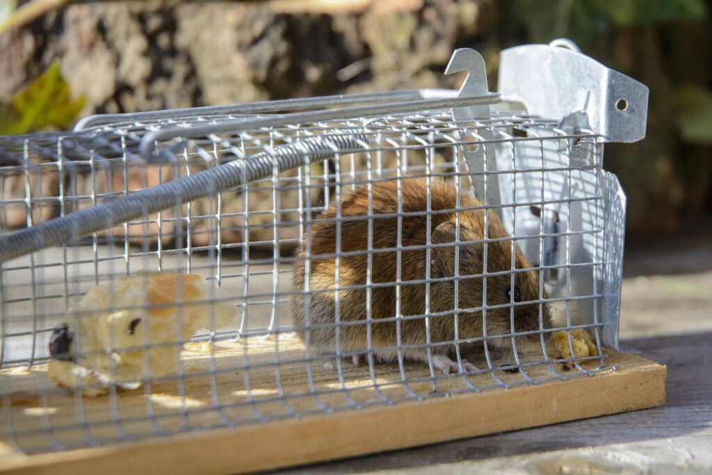 A live rodent trap, like this one, humanely captures rodents so they can be released at another location. 