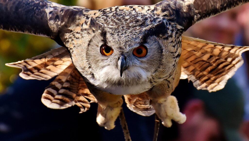 An owl shown, mid flight.