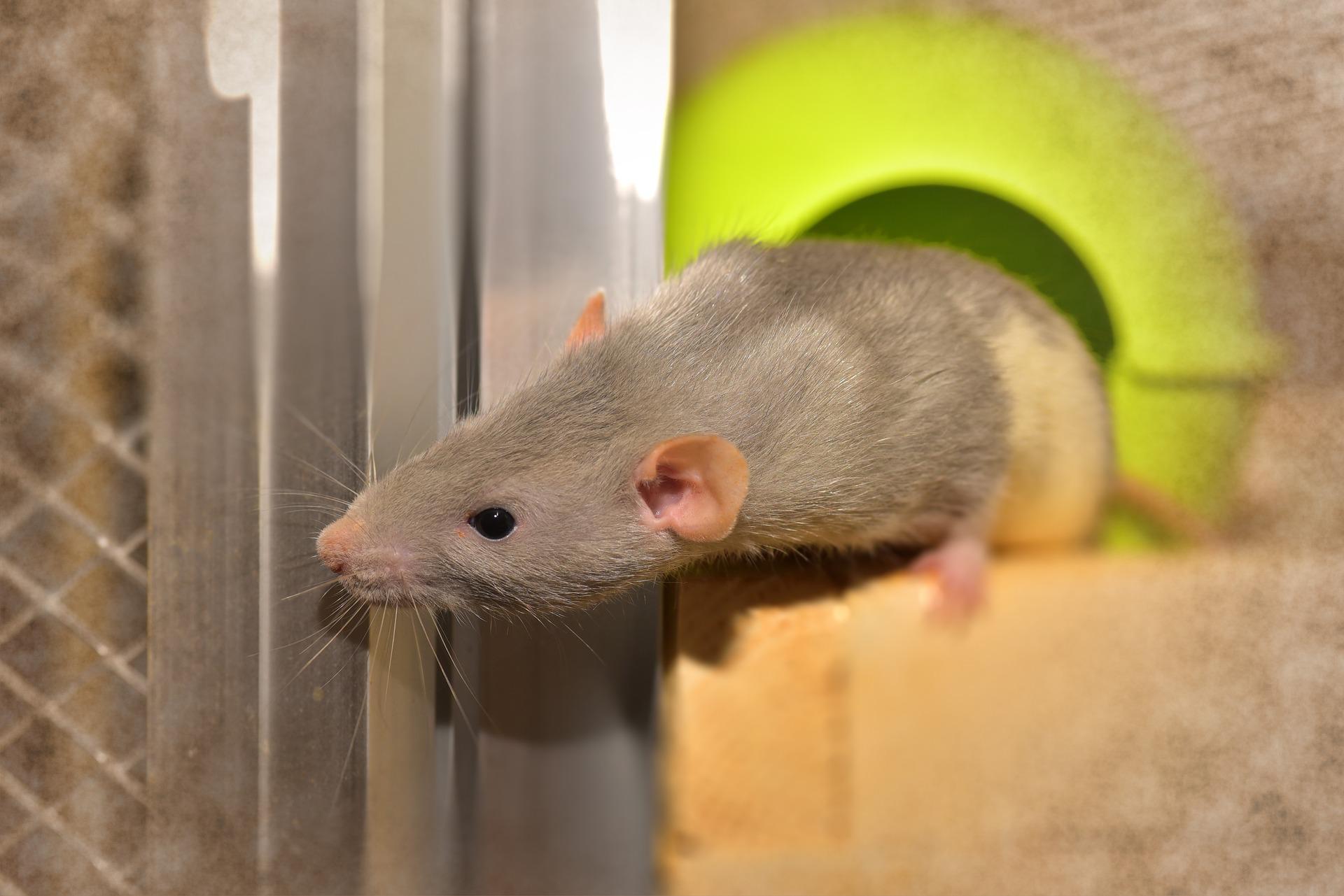 Can Rat Poison Kill Humans?