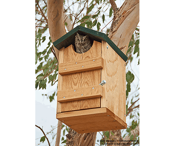 Screech owl house, available in the Chirp store. 