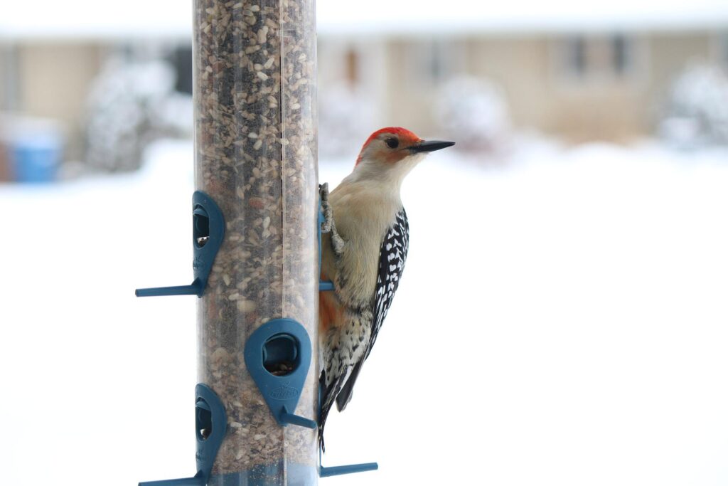 A Red-Bellied Woodpecker eats seed from a tube feeder.