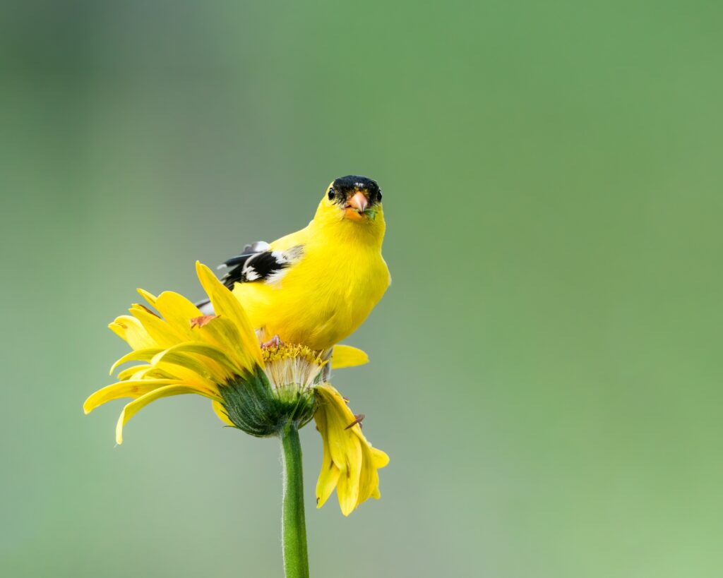 An American Goldfinch sits on a sunflower and poses for the camera.