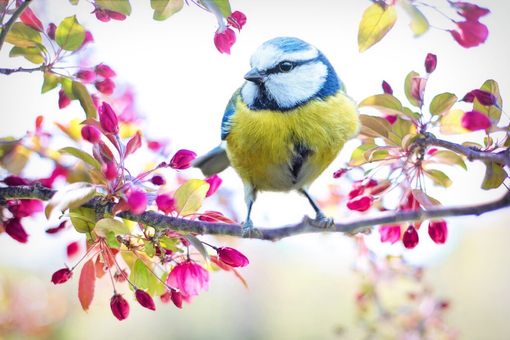 A Blue Tit surrounded by spring blooms.