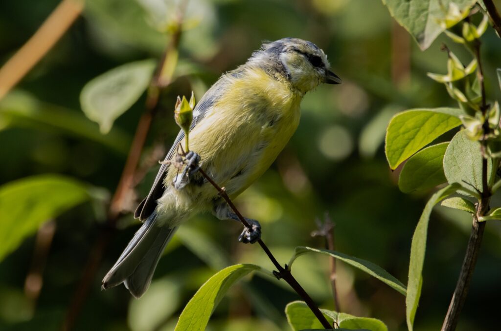 Offer food and water in your yard to attract birds like this Blue Tit.