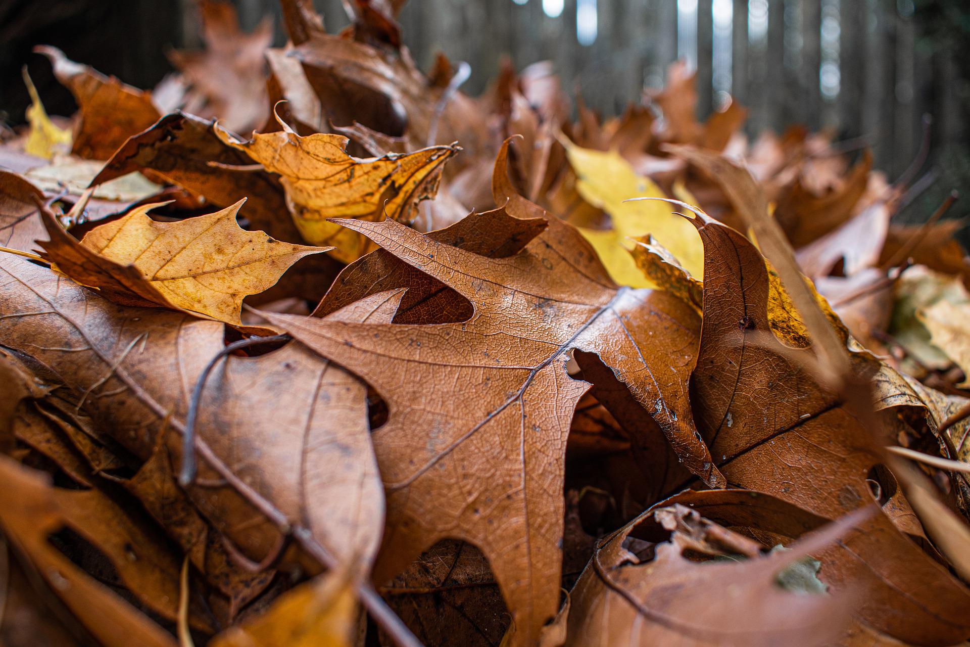 Fallen leaves in your yard become a haven for birds and other wildlife.