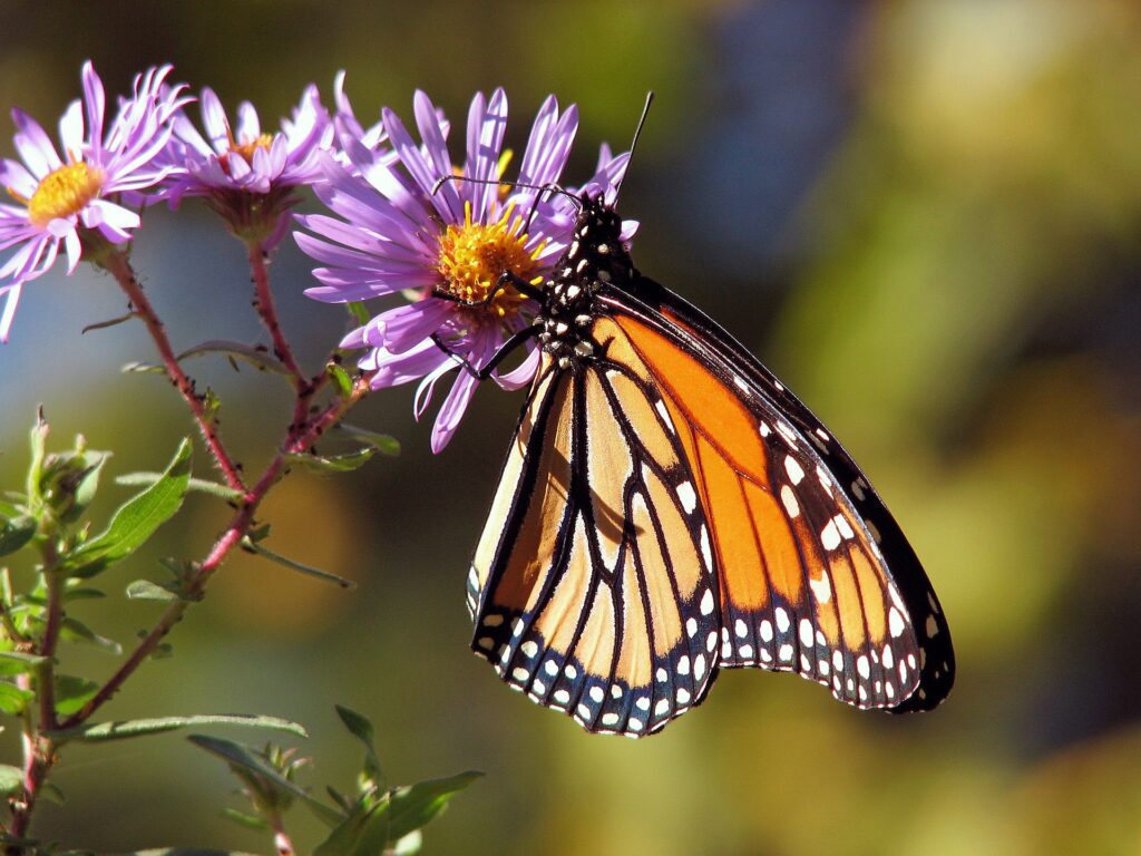 A Monarch butterfly rests on a flower. 