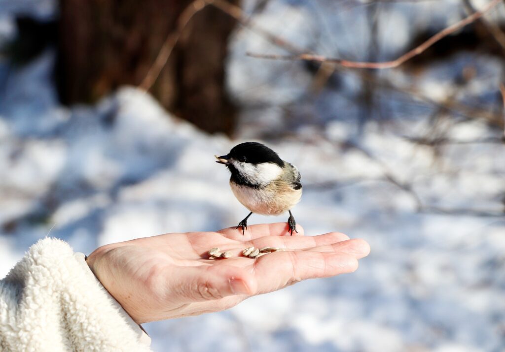 A person feeds a Mountain Chickadee from their outstretched hand.