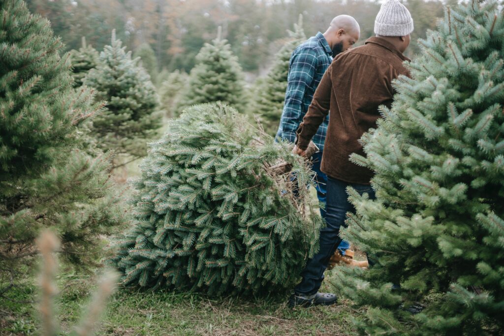 Two men carry a freshly cut Christmas tree on a Christmas farm.