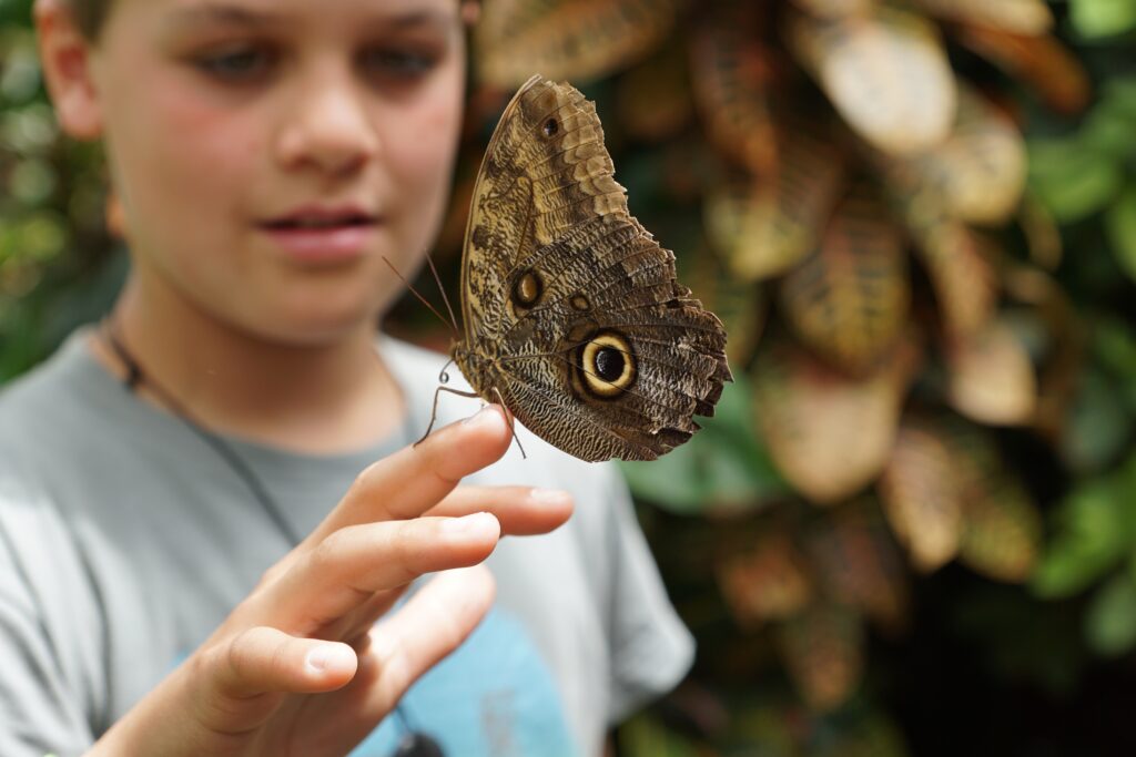 A young boy studies a butterfly on his fingertip.
