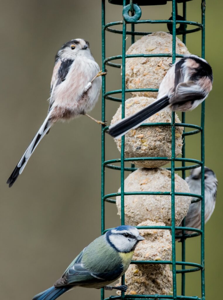 A Blue Tit and other birds feed at a suet bird feeder.