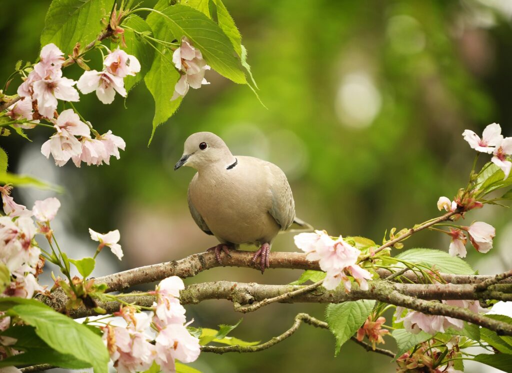 A Eurasian Collared-Dove perches on a flowering tree branch.