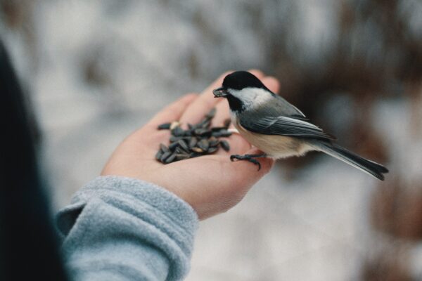 A person hand feeds a bird.