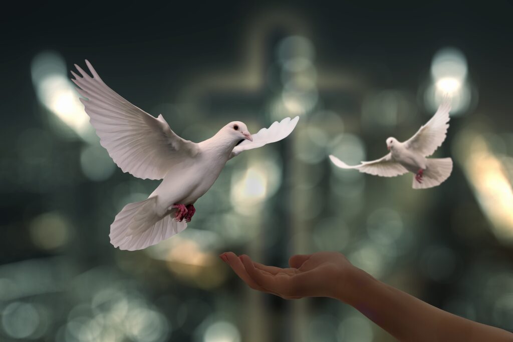 Two white doves in flight.