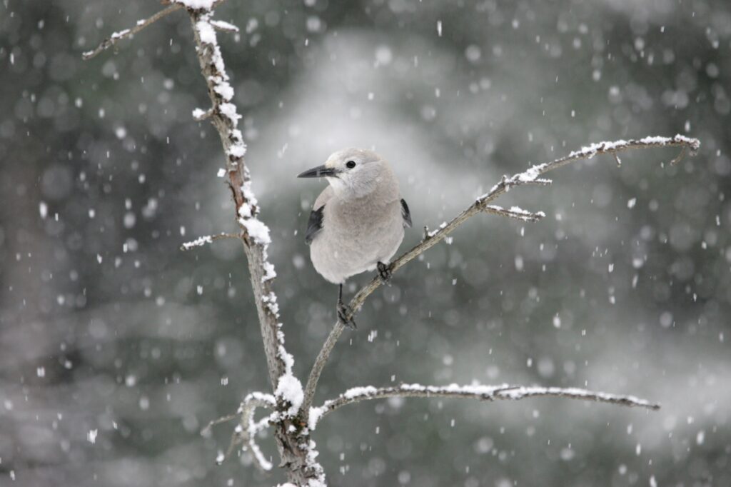 A gray bird sits on a tree branch as snow falls around it.