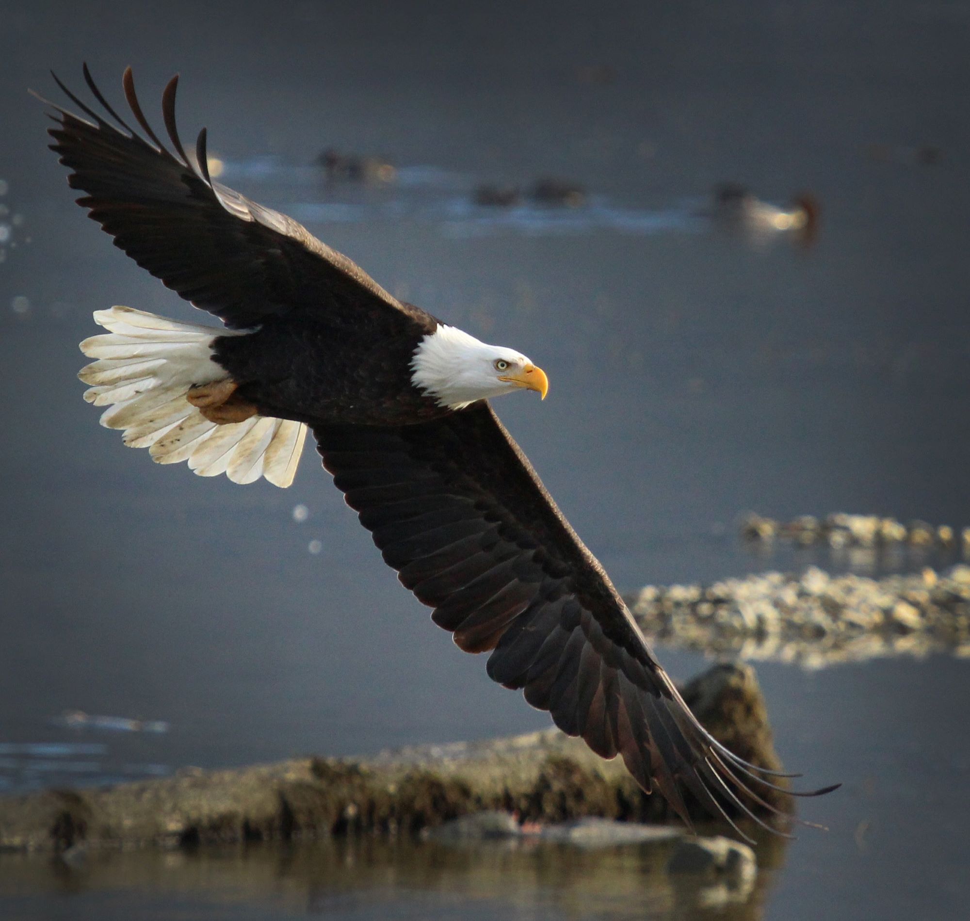 10 Amazing Facts About Bald Eagles – Chirp Nature Center