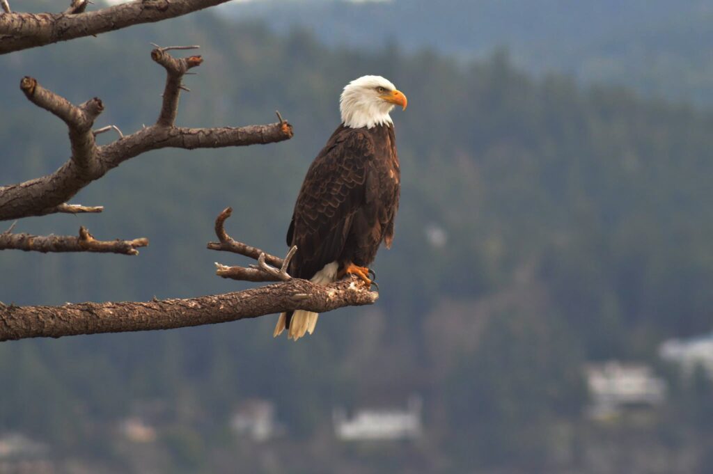 A Bald Eagle perches on a bare tree branch, looking at the surrounding forest.