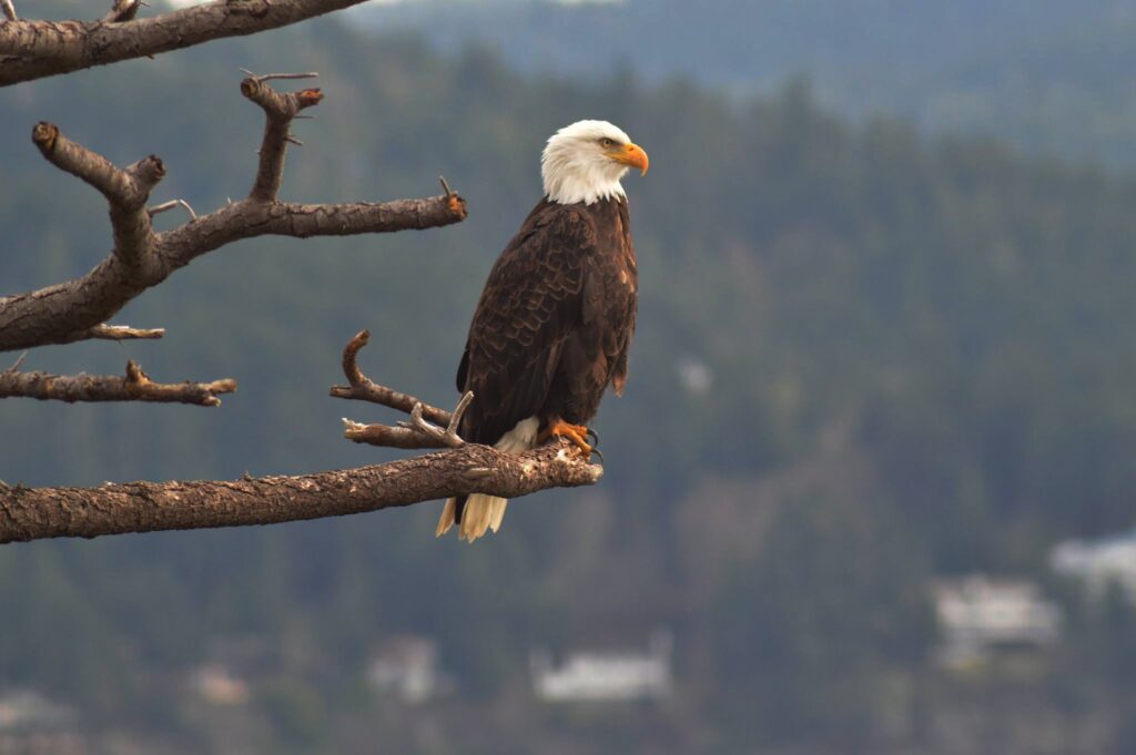 10 Fascinating Facts About Bald Eagles - Avian Report