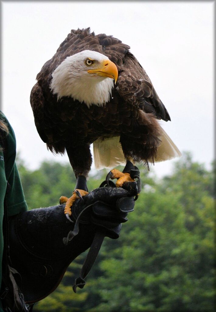 A Bald Eagle like this one can weigh up to 15lb. and reach almost 40 inches in size.