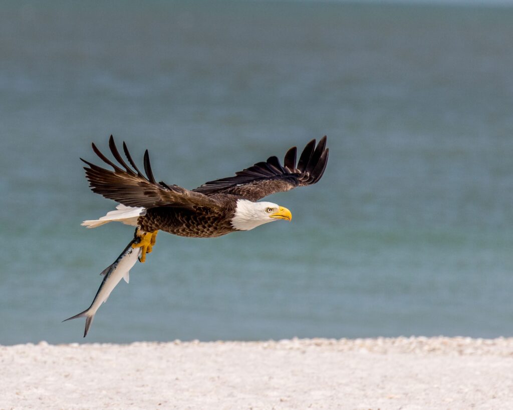 A Bald Eagle uses its impressive grip strength to carry a fish while flying.
