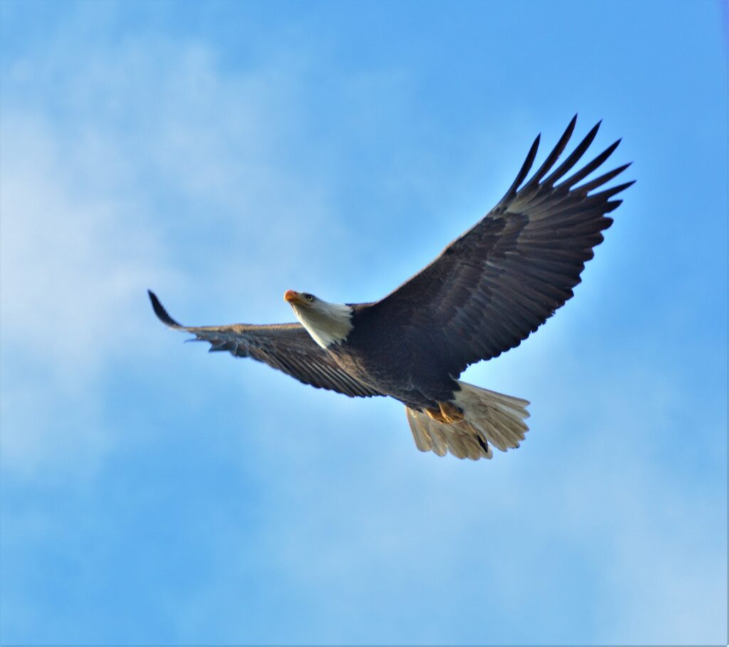 A Bald Eagle soars high through the air.