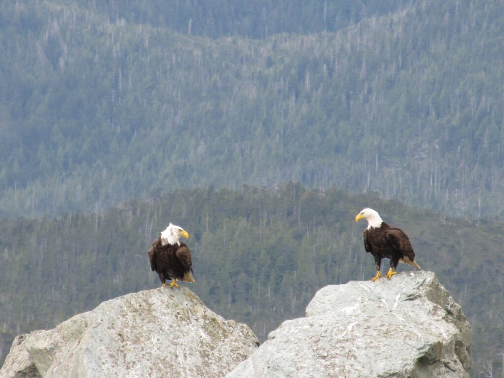 A mated Bald Eagle couple look at each other while perched on nearby boulders.
