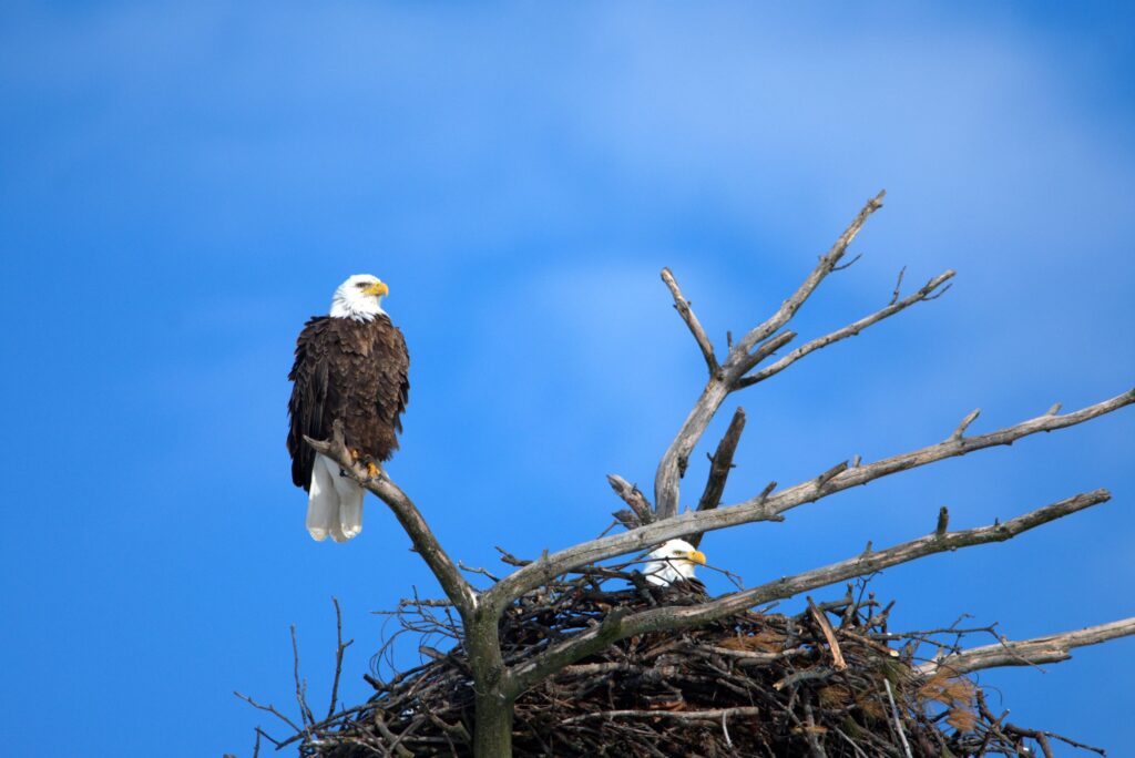 Bald Eagle nests like this one can be as big as 6 feet in width, or even larger!