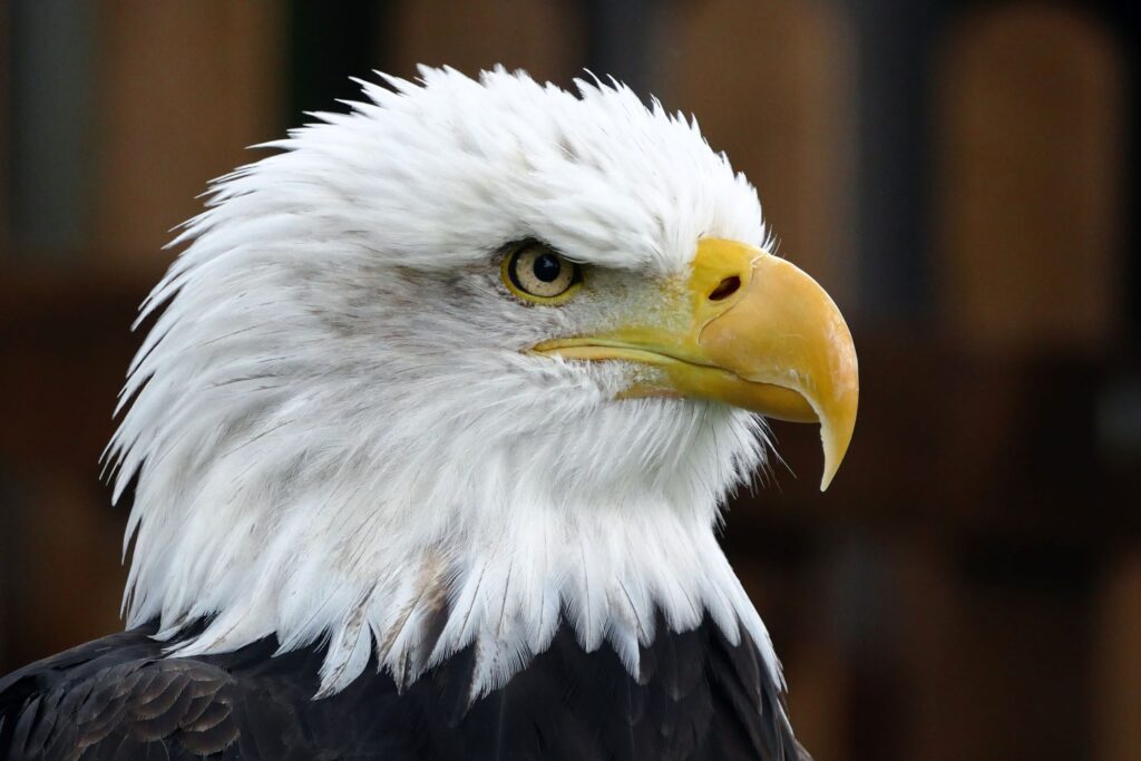 A Bald Eagle sporting a head full of white feathers. 