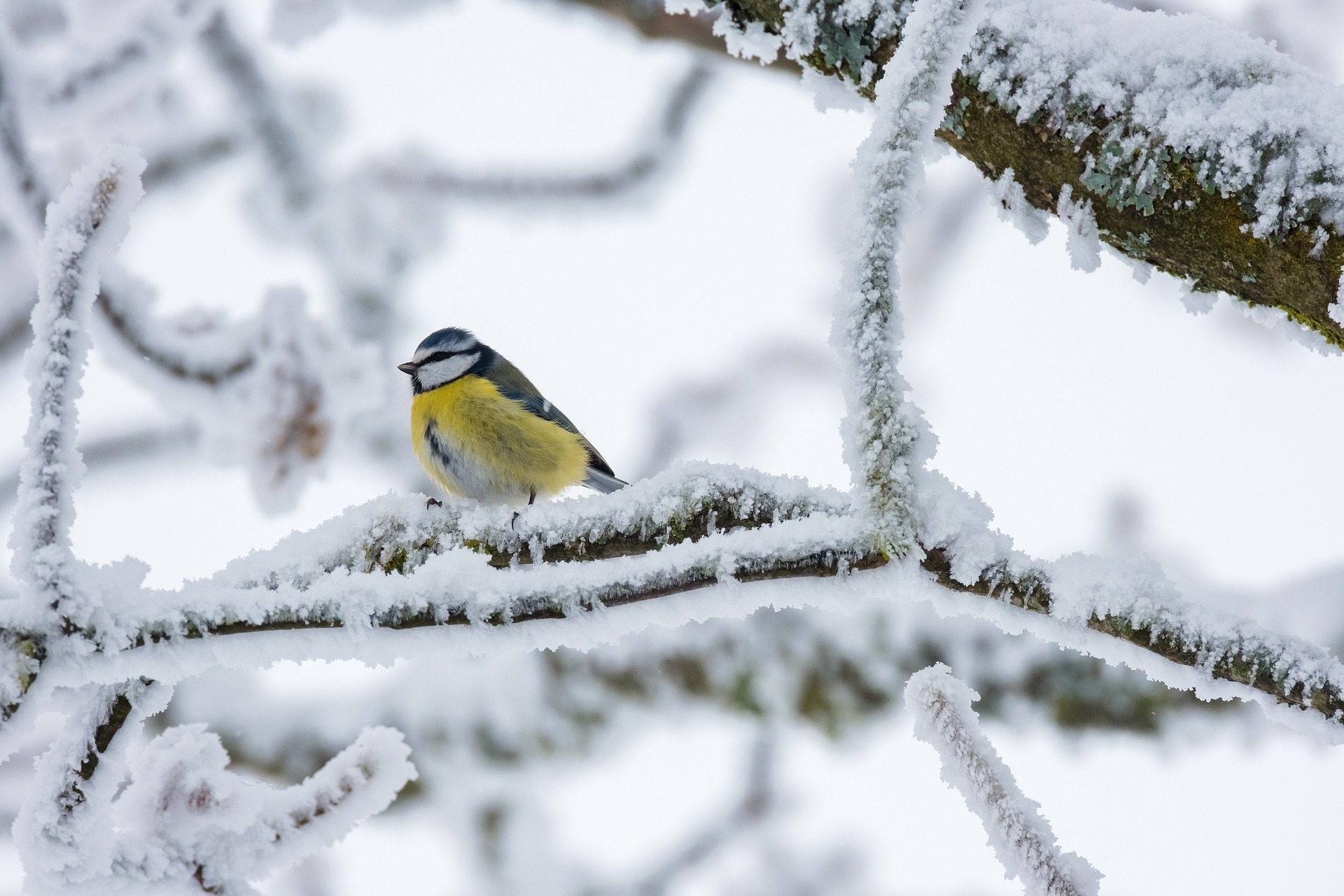 A Blue Tit bird rests on a snow-laden tree branch.