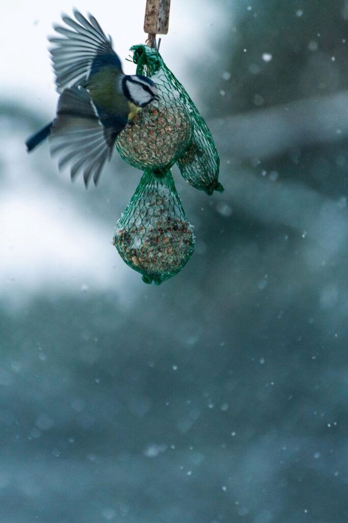 Two Blue Tit birds feed on suet balls as the snow falls.
