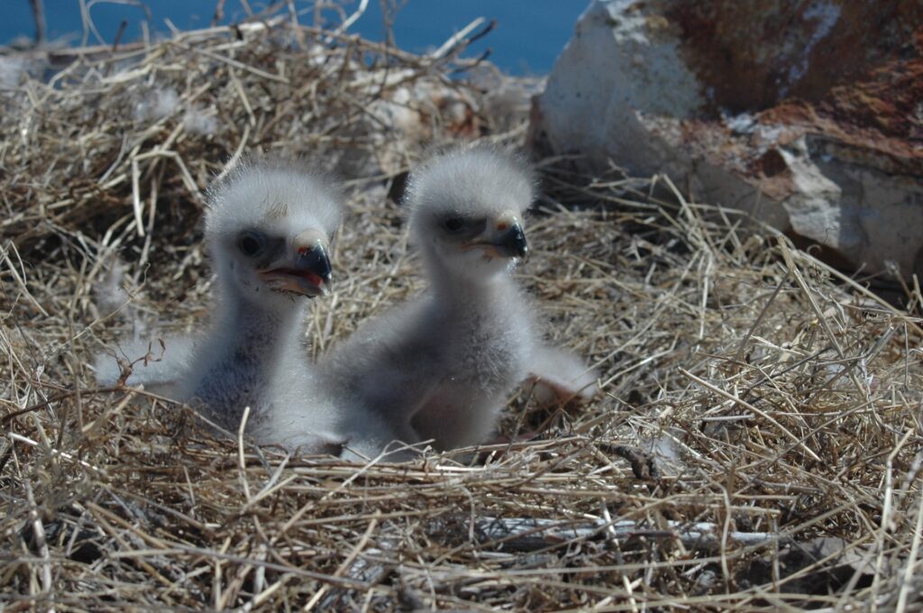 Bald Eaglets in a nest, soon to be ready to fledge.