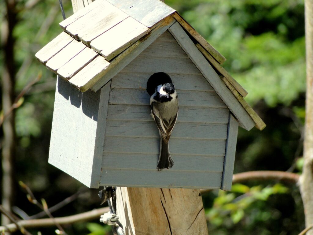 A chickadee peers out of a birdhouse.