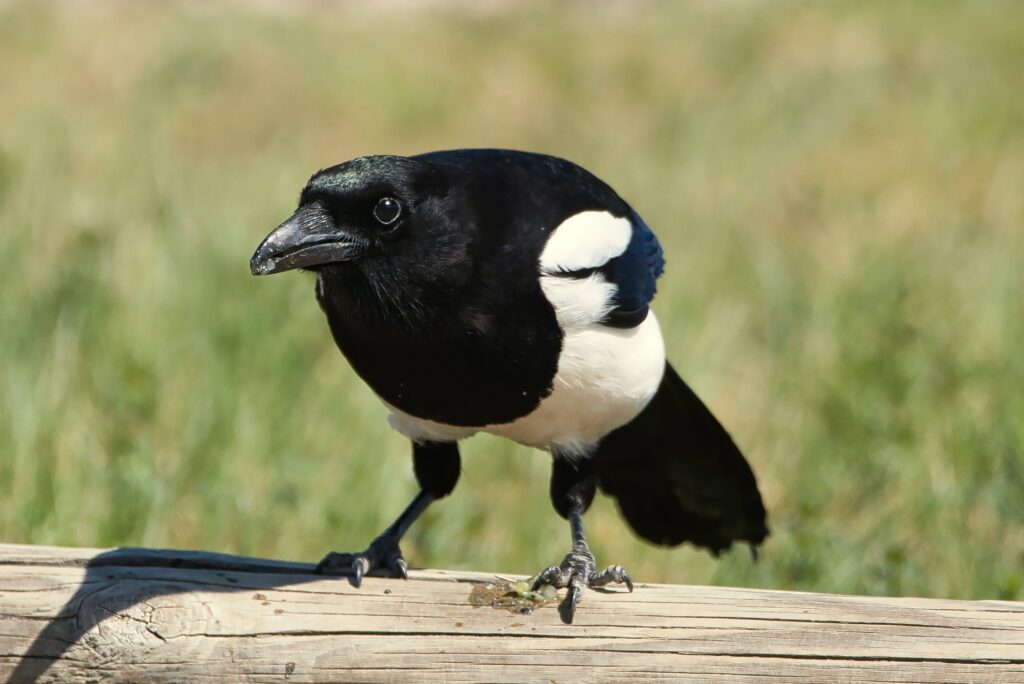 A magpie, shown here, is considered one of the most intelligent birds.
