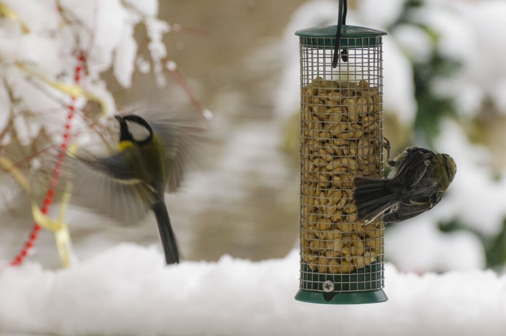 A Blue Tit and another wild bird feed at a tube feeder filled with peanuts.
