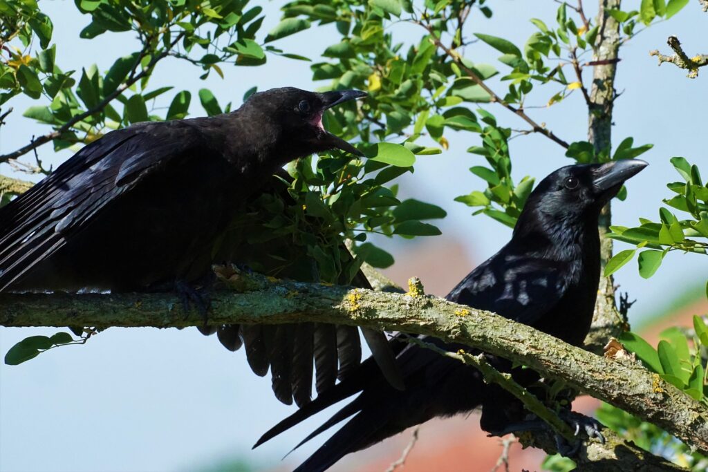 Crows in a tree caw territorially at an intruder.