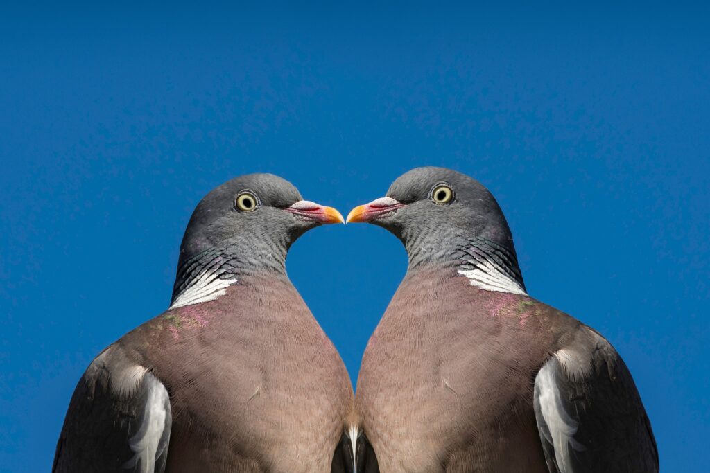 Two doves share a kiss.