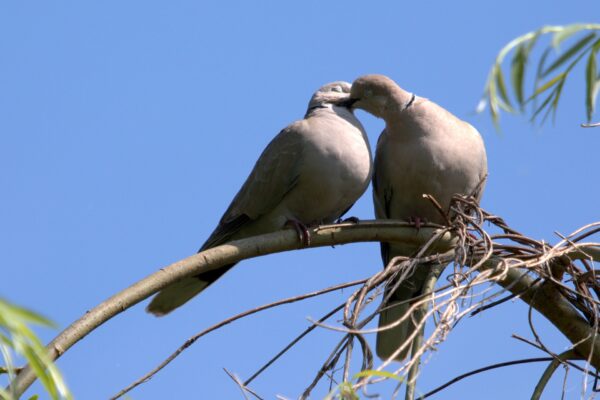 A dove couple cuddle up to each other on a tree branch.
