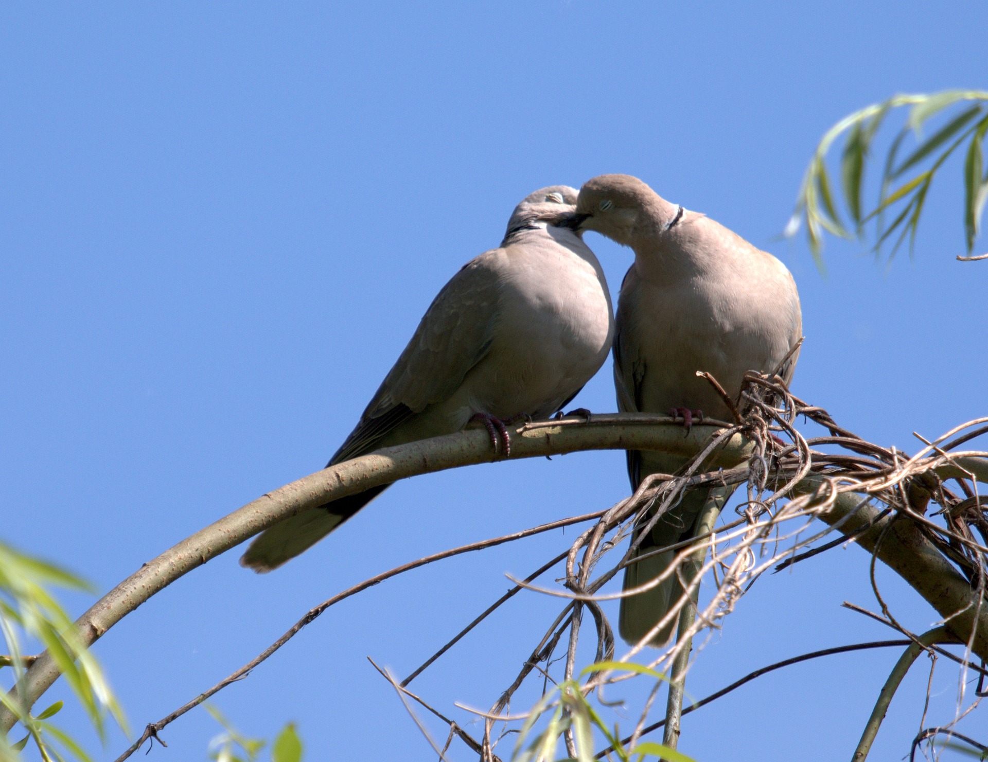 A dove couple cuddle up to each other on a tree branch.