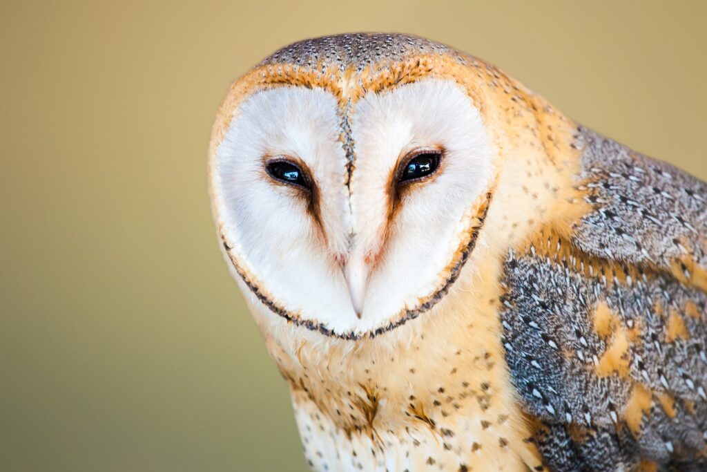 Barn owls, like this one pictured, mourn the death of their mate and sometimes starve themselves to death in grief.